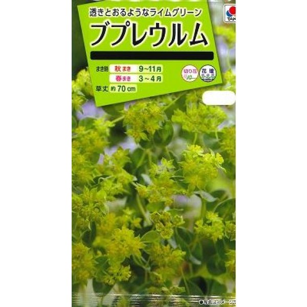 画像1: 花の種 ブプレウルム 小袋 タキイ種苗(株)NL200 (1)