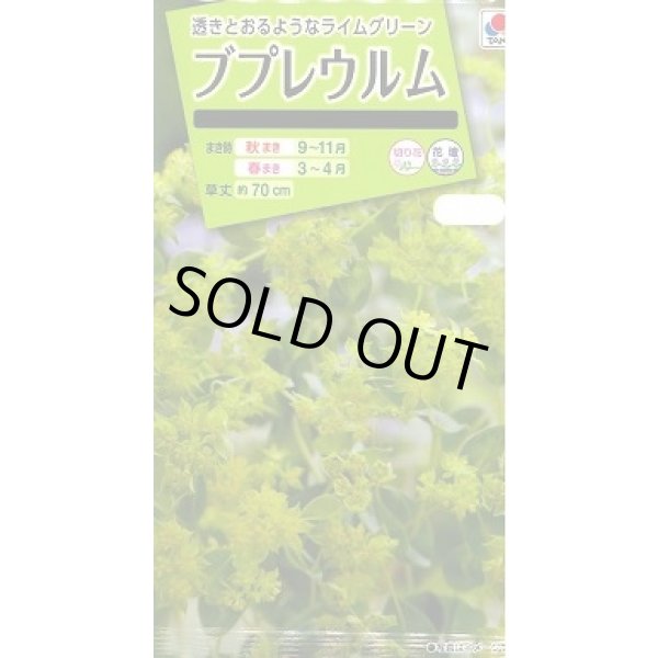 画像1: 送料無料　花の種　ブプレウルム　小袋　タキイ種苗(株)NL200 (1)