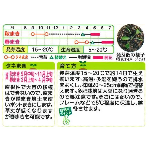 画像2: 花の種 ブプレウルム 小袋 タキイ種苗(株)NL200 (2)
