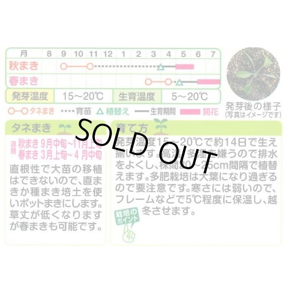 画像2: 送料無料　花の種　ブプレウルム　小袋　タキイ種苗(株)NL200 (2)