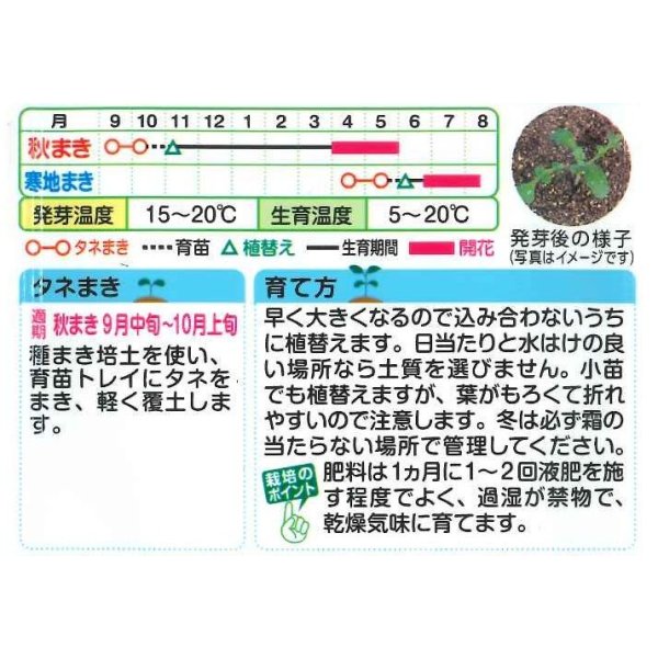 画像2: 花の種 ネモフィラ マクラタ 1ml タキイ種苗(株)NL200 (2)