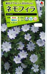 画像: 送料無料　花の種　ネモフィラ　マクラタ　1ml　タキイ種苗(株)NL200