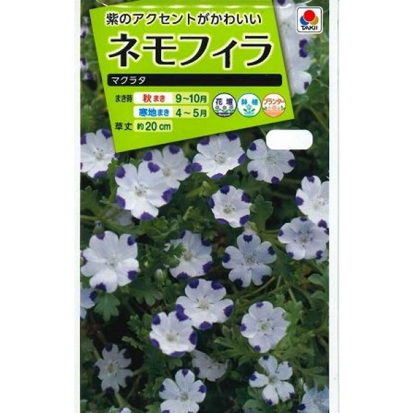 画像1: 花の種 ネモフィラ マクラタ 1ml タキイ種苗(株)NL200 (1)