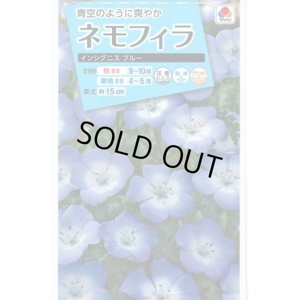 画像1: 送料無料　花の種　ネモフィラ　インシグニスブルー　1ml　タキイ種苗（株）NL150 (1)