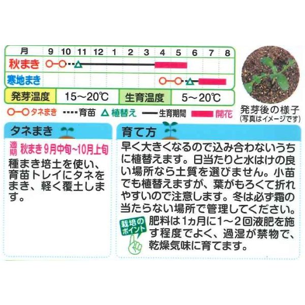画像2: 送料無料　花の種　ネモフィラ　インシグニスブルー　1ml　タキイ種苗（株）NL150 (2)