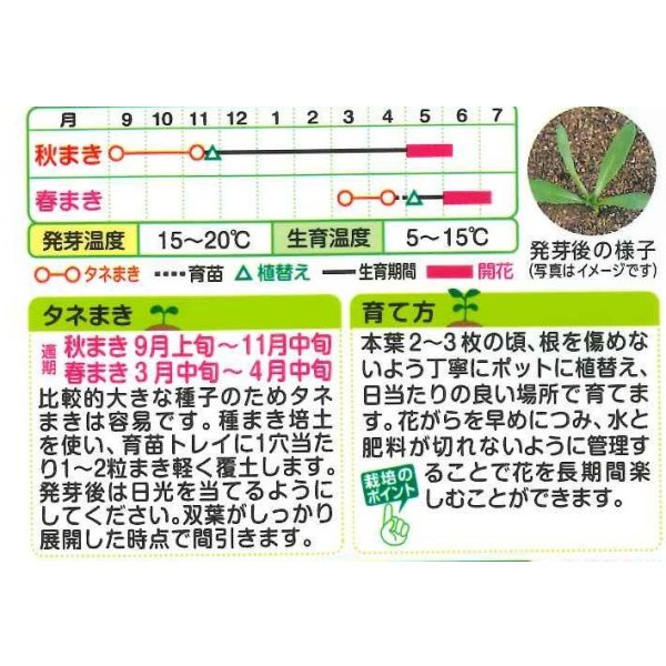 画像2: 送料無料　花の種　ディモルフォセカ　スプリングフラッシュオレンジ　2ml　タキイ種苗　(NL200) (2)