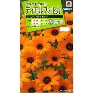 画像: 送料無料　花の種　ディモルフォセカ　スプリングフラッシュオレンジ　2ml　タキイ種苗　(NL200)