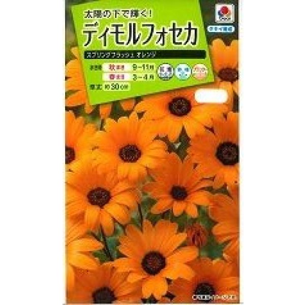 画像1: 送料無料　花の種　ディモルフォセカ　スプリングフラッシュオレンジ　2ml　タキイ種苗　(NL200) (1)