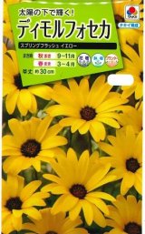 画像: 送料無料　花の種　ディモルフォセカ　スプリングフラッシュイエロー　2mlタキイ種苗　(NL200)