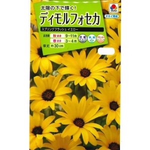 画像: 送料無料　花の種　ディモルフォセカ　スプリングフラッシュイエロー　2mlタキイ種苗　(NL200)