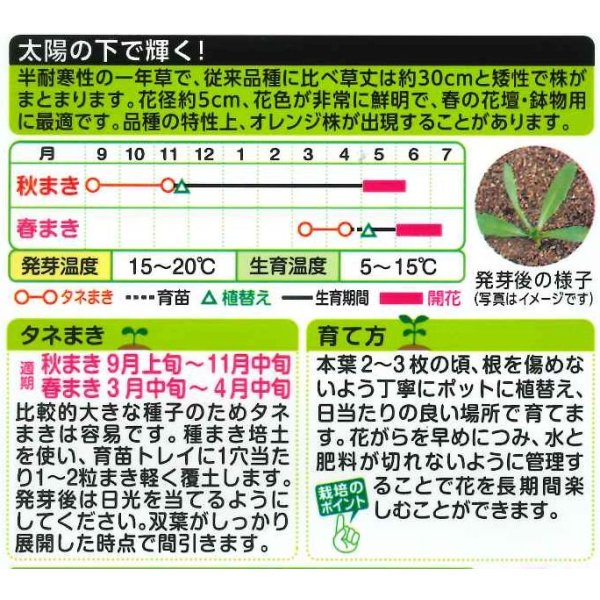 画像2: 送料無料　花の種　ディモルフォセカ　スプリングフラッシュイエロー　2mlタキイ種苗　(NL200) (2)