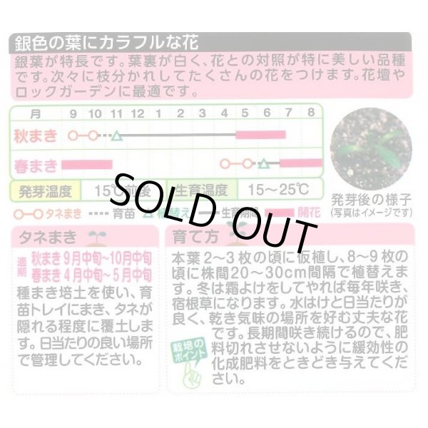 画像2: 送料無料　花の種　ガザニア　タレントミックス　小袋　タキイ種苗（株）NL300 (2)
