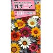 画像1: 花の種　ガザニア　タレントミックス　小袋　タキイ種苗 (1)