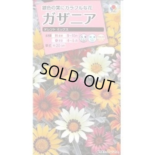画像1: 送料無料　花の種　ガザニア　タレントミックス　小袋　タキイ種苗（株）NL300 (1)