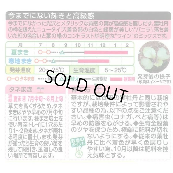 画像2: 花の種　葉牡丹　プラチナケールF1　ルシールミックス　15粒 (2)