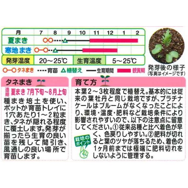 画像2: 送料無料　花の種　葉牡丹　プラチナケールF1　グロッシーレッド　15粒　タキイ種苗(株)NL300 (2)