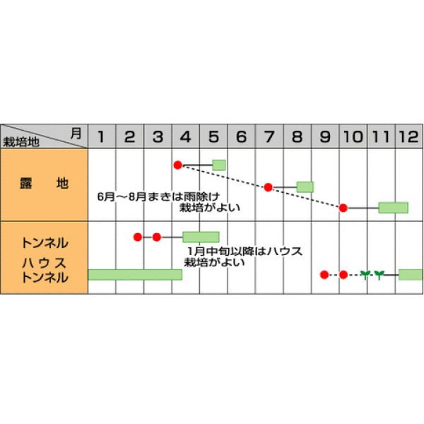 画像2: [葉物]　中葉春菊　さとゆたか　1L　 (2)