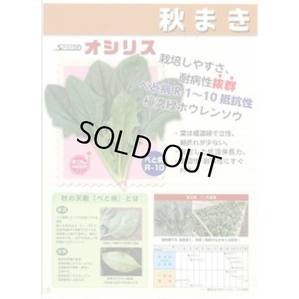 画像3: [ほうれんそう] オシリス 2万粒 種子サイズ：L （株）サカタのタネ (3)