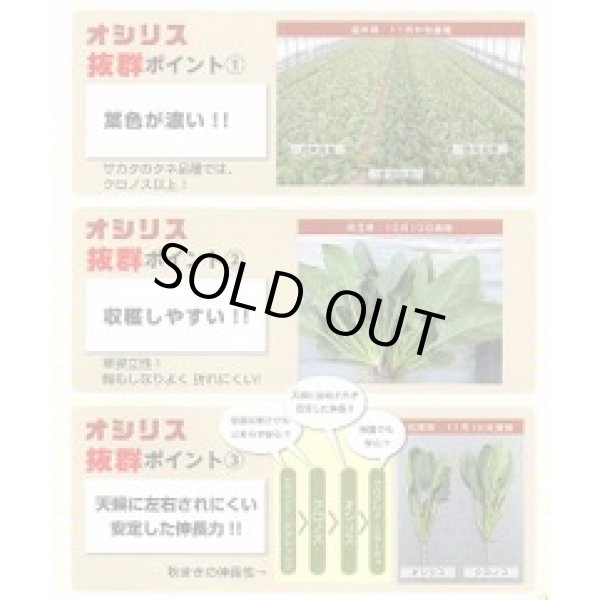 画像4: [ほうれんそう] オシリス 2万粒 種子サイズ：L （株）サカタのタネ (4)