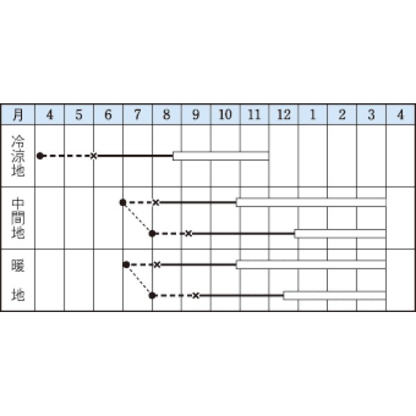 画像2: [キャベツ]　芽キャベツ　早生子持　　20ml 　タキイ種苗（株）　 (2)