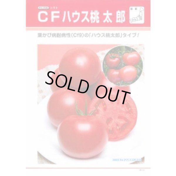 画像2: 送料無料　[トマト/桃太郎系]　CFハウス桃太郎　1000粒　タキイ種苗（株） (2)