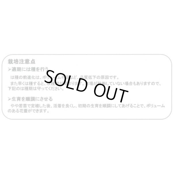 画像2: 送料無料　[ブロッコリー]　ジェットドーム　1.2ml　ヴィルモランみかど（株） (2)