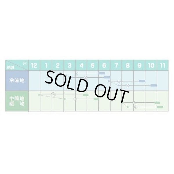 画像2: 送料無料　[ブロッコリー]　スピードドーム052　ペレット5000粒　ヴィルモランみかど (2)