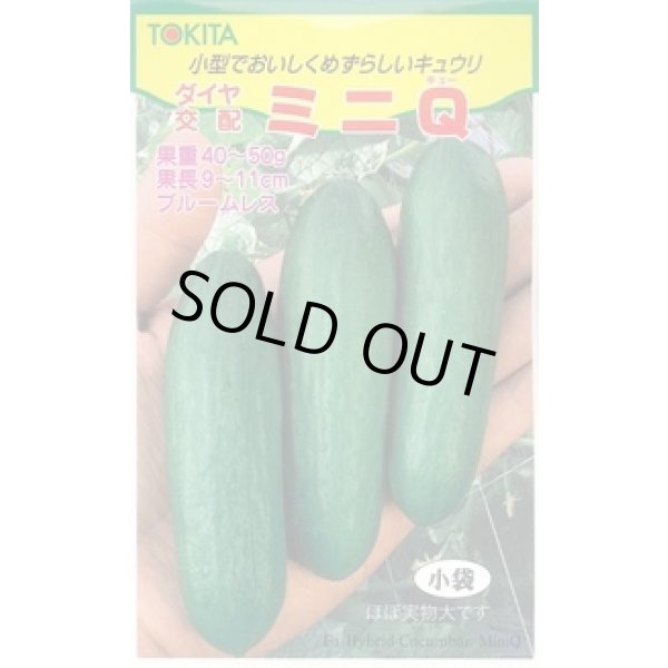 画像1: 送料無料　[キュウリ]　ミニQ　10粒　トキタ種苗(株)　トキタ種苗(株) (1)
