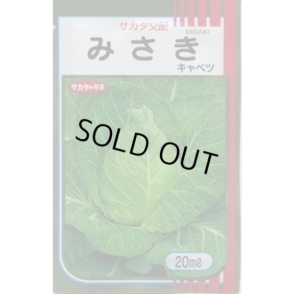画像1: [キャベツ] みさき 20ml （株）サカタのタネ (1)