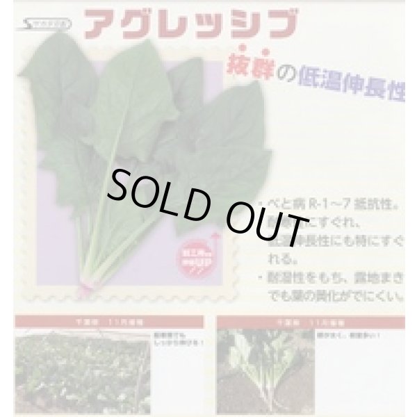 画像4: [ほうれんそう] アグレッシブ 種子サイズ：M 3万粒 （株）サカタのタネ (4)