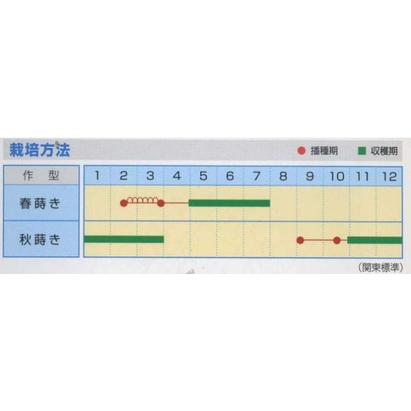 画像2: [葉物]　アイスプラント　50粒　武蔵野種苗園 (2)