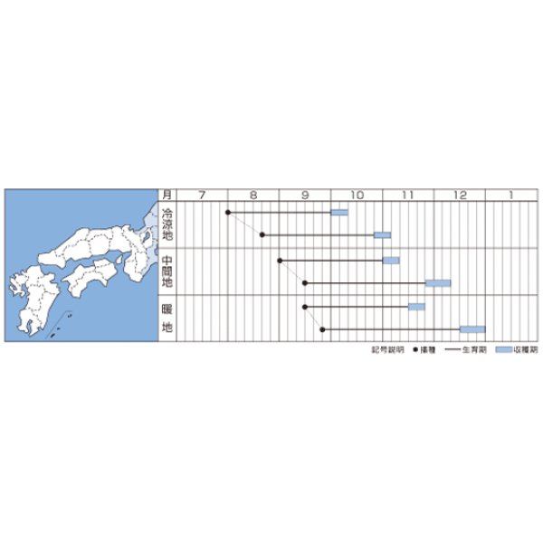 画像2: 送料無料　大根　秋の翼　20ml　タキイ種苗(株) (2)