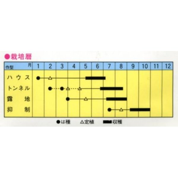 画像2: [瓜類]　青駒　３０粒　トキタ種苗（株） (2)