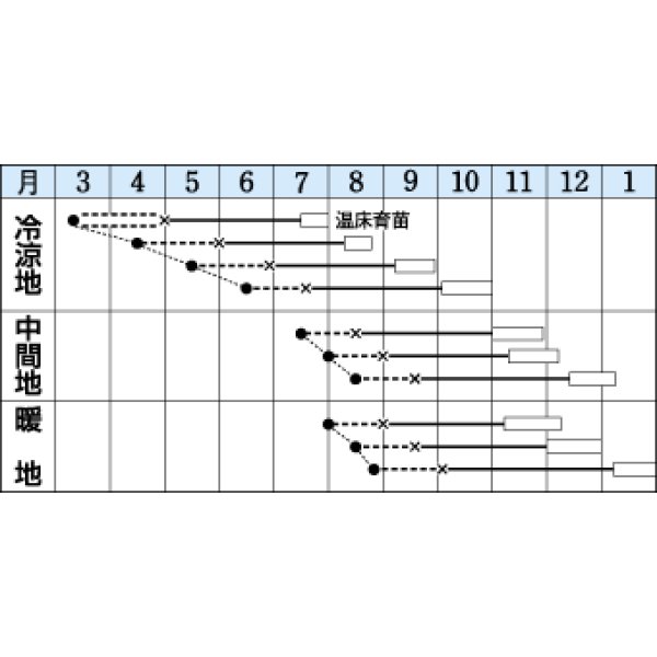 画像2: [カリフラワー] バイオレットクイン 0.6ml タキイ種苗(株) RF (2)