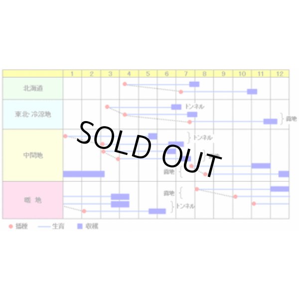 画像2: [人参]　べによし五寸　2dl　渡辺農事（株） (2)