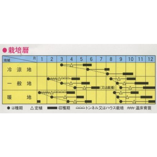 画像2: [レタス]　美味タス　2ml（およそ700粒）　トキタ種苗（株） (2)