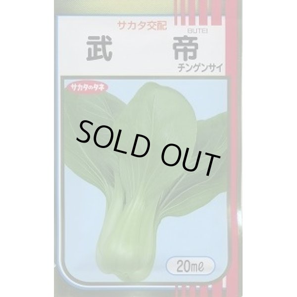 画像1: [中国野菜]　チンゲンサイ　武帝チンゲンサイ　20ml (1)