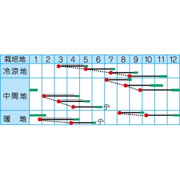 画像2: [かぶ]　CR玉鈴中[かぶ]　4ml　（株）タカヤマシード (2)