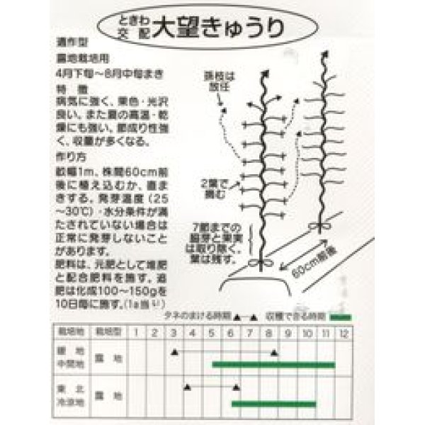 画像2: [キュウリ]　大望　20粒　（株）ときわ研究場 (2)