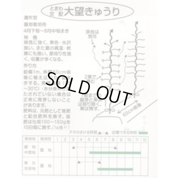 画像2: 送料無料　[キュウリ]　大望　20粒　(株)ときわ研究場 (2)