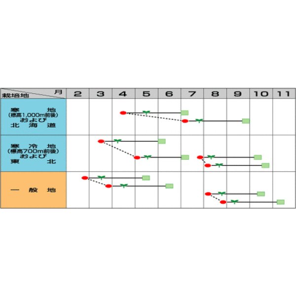 画像2: [レタス] エムラップ231 ペレット種子 5000粒 （株）サカタのタネ (2)