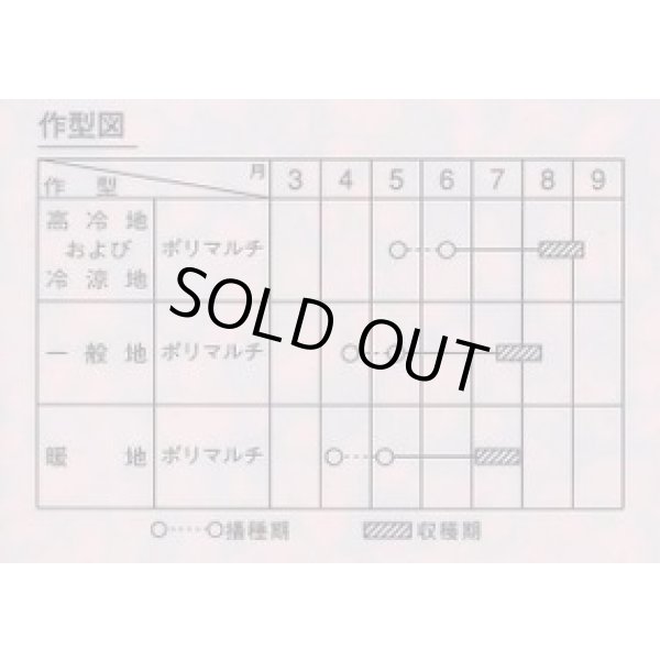 画像3: 送料無料[とうもろこし]　ゴールドラッシュ88　2000粒　(株)サカタのタネ (3)
