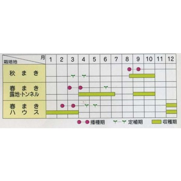 画像2: 送料無料　ニラ　グリーンロード　2dl　(株)サカタのタネ (2)