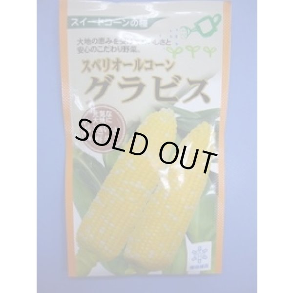 画像1: 送料無料　[とうもろこし]　グラビス　200粒　雪印種苗（株） (1)