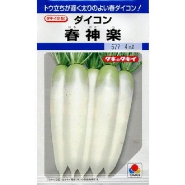 画像1: 送料無料　[大根]　春神楽　3.5ml　タキイ種苗(株)　DF (1)