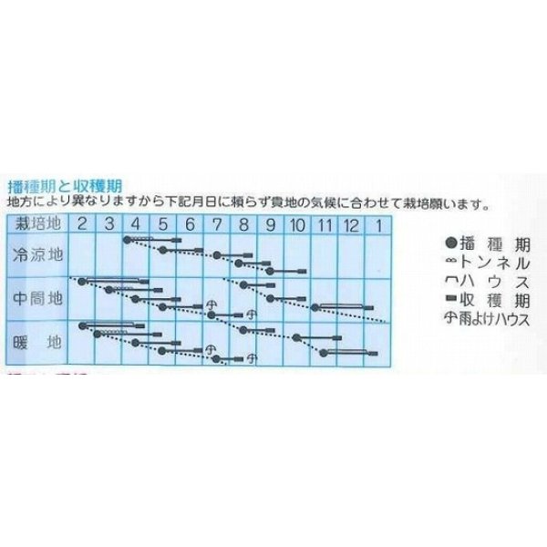 画像2: 送料無料　[小松菜]　はるな小松菜　6ml　(株)タカヤマシード (2)