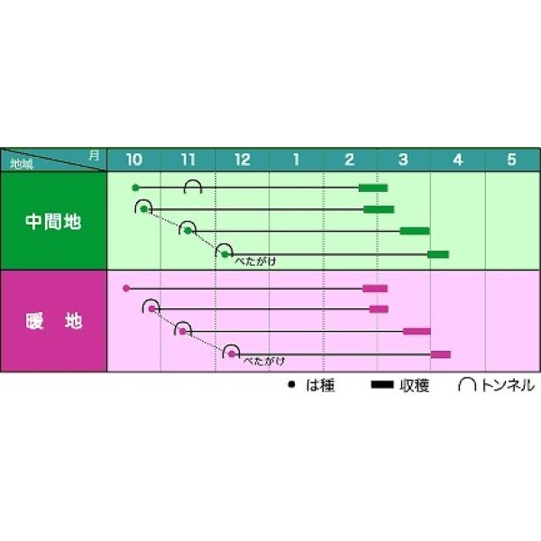 画像2: 送料無料　大根　初誉　500粒　ヴィルモランみかど（株） (2)