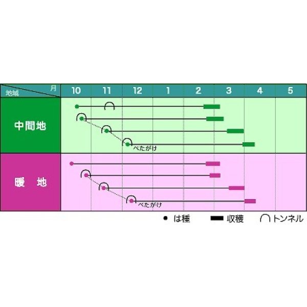 画像2: 送料無料！ 大根　初誉　5000粒 ペレット種子　ヴィルモランみかど (2)