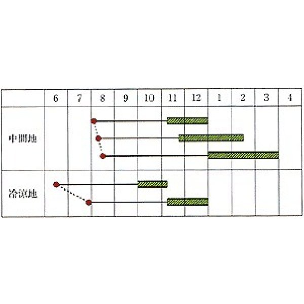 画像2: 送料無料　[人参]　ひとみ五寸人参　2dl　カネコ種苗（株） (2)