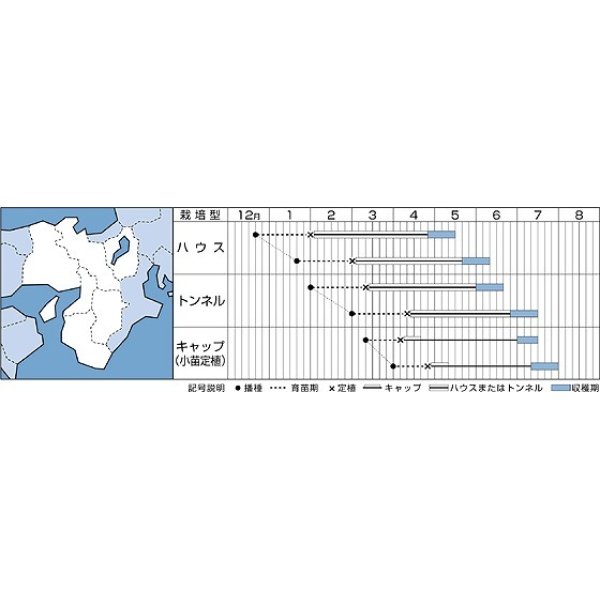 画像2: [かぼちゃ]　ほっこり133　9粒　タキイ種苗（株）　RF　 (2)